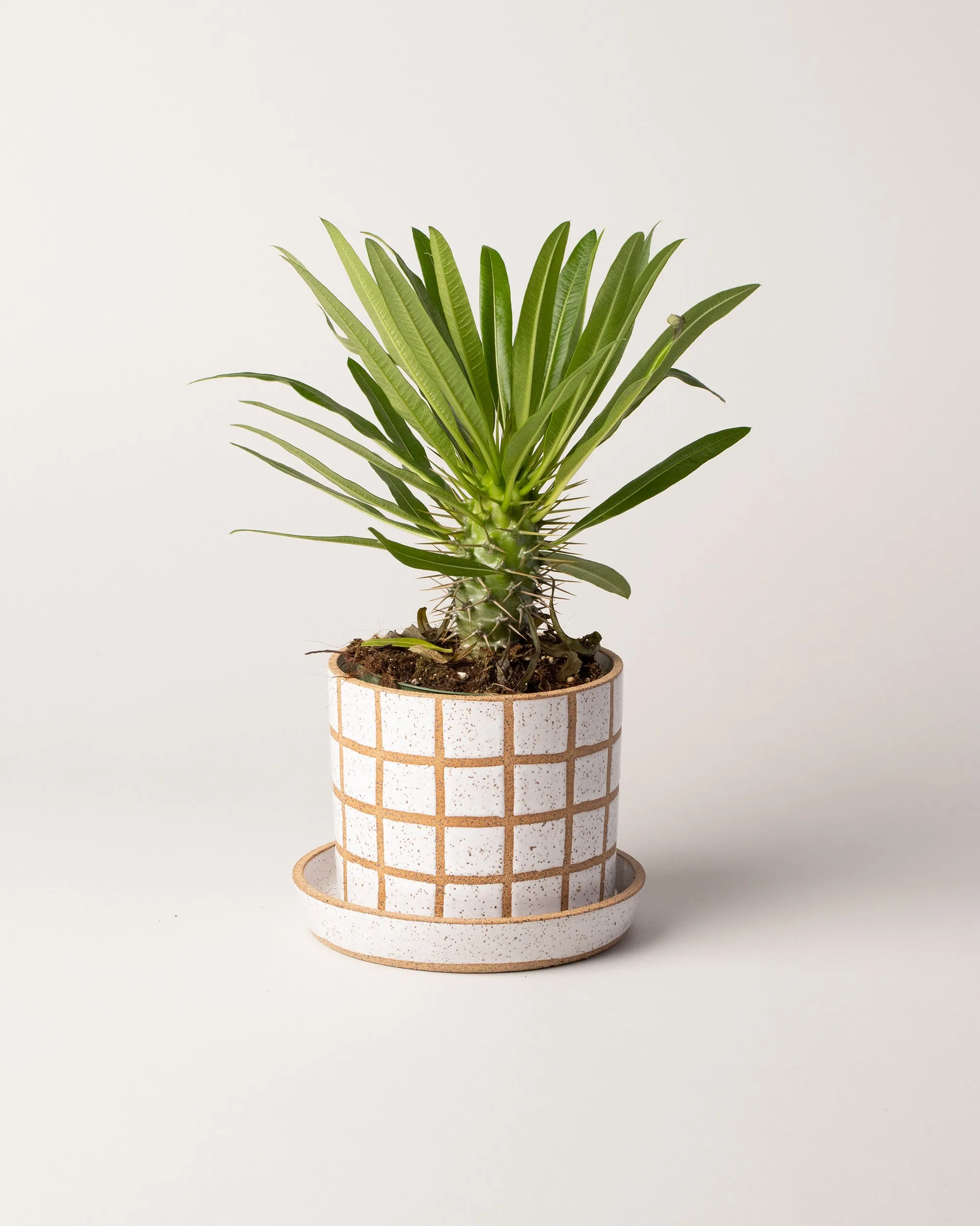 Grid Planter