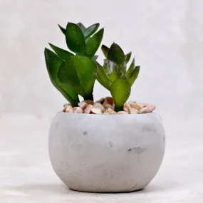 Mini Succulent | Crinum